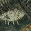 Arte Rupestre Pictografías