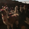 atacameno-0039