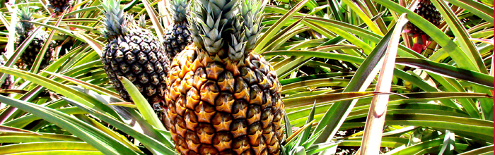 Piña