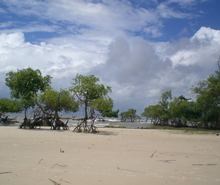 amazonas- marajo