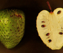 aportes alimentos 1